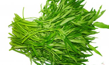 Loại rau có công dụng chẳng kém thần dược, ăn vào khoẻ trong đẹp ngoài