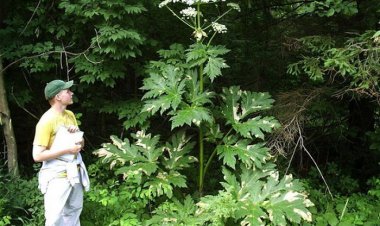 Ngò tây, chanh, củ cải, thì là… có thể gây bỏng rát, thậm chí mù vĩnh viễn