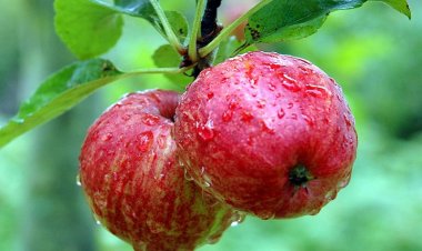 Mách bạn 6 mẹo chọn táo ngon, mọng nước giòn ngọt, không tẩm hóa chất