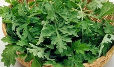 Thứ rau nhiều người chê đắng hóa ra chính là "thảo dược quý" của Đông y, trị dứt điểm 6 bệnh, đặc biệt điều hòa kinh nguyệt rất tốt