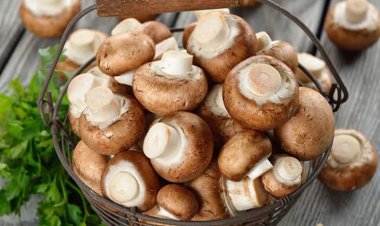 4 cách bảo quản nấm rơm được lâu ngày