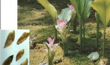 Sự khác nhau của khương hoàng và uất kim