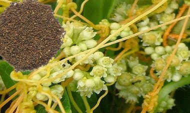 Vị thuốc Thỏ ty tử - thuốc bổ dương ích âm