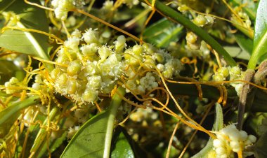 Cây Tơ Hồng - Cuscuta Chinenesis Lam