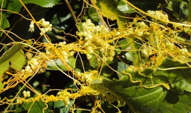 Thỏ ty tử - Thuốc quý của nam giới