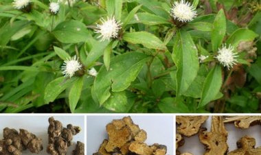 Vị thuốc Bạch truật trị tỳ vị khí hư, an thai