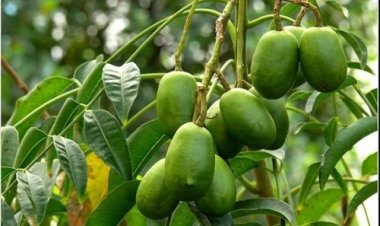 Những loại quả rẻ bèo nhưng là 'thần dược' cho sức khỏe