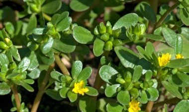 4 loại rau mọc dại ở Việt Nam nhưng là thần dược cho sức khỏe