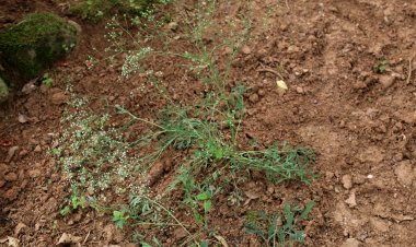 Cây Phòng phong - Ledebouriella seseloides Wolf