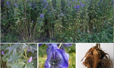 Cây Ô Đầu - Aconitum Carmichaeli Debx