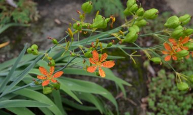 Cây Rẻ quạt, Xạ can, lưỡi đòng - Belamcanda chinensis (L.) DC