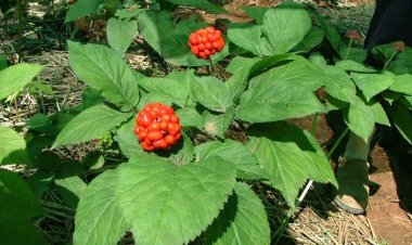 Nhân sâm - Radix Gingseng