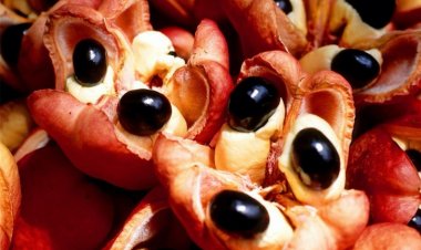 9 món ăn kinh dị nhất hành tinh, chỉ những người "gan to" mới dám thử