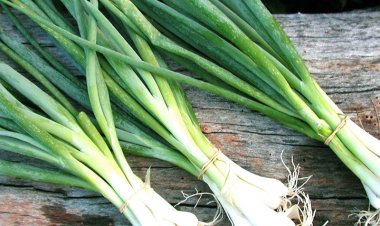 Hành - gia vị có nhiều công dụng trị bệnh