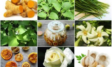 Tự làm thuốc trị ho đơn giản theo phương pháp dân gian