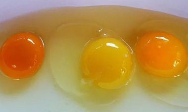 Lòng đỏ trứng màu đậm và nhạt, ăn cái nào tốt hơn?