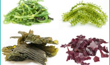 Tại sao Rong biển lại được ưa chuộng đến vậy?