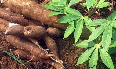 Bé 3 tuổi ở Lào Cai tử vong do ngộ độc sắn cao sản