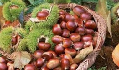 Những thực phẩm tuyệt đối không kết hợp với hạt dẻ