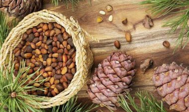 Hạt thông ăn Tết và những lợi ích sức khỏe có thể bạn chưa biết