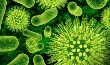 Vi khuẩn đường ruột có nguy cơ gây ung thư vú