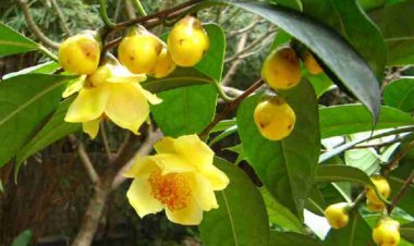 Chè hoa vàng - 'thần dược' dân gian