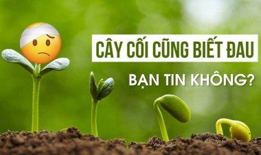 Thế giới thực vật: Nghiên cứu sốc về khả năng chịu đau của cây