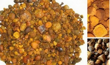 Ngưu hoàng: Vị thuốc quý trị sốt cao, trúng phong