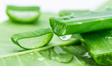 Nha đam - thần dược cho sức khỏe nhưng ít người biết