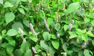 Ăn rau kinh giới có tốt không?