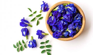 'Sốt xình xịch' hoa đậu biếc giá bạc triệu, có phải thần dược?