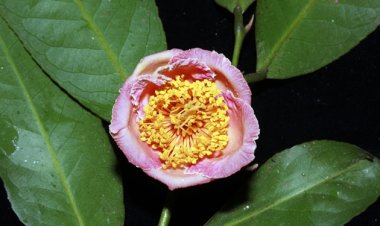 Phát hiện loài hoa Trà mi đặc hữu cực hiếm ở Vườn Quốc gia Bidoup-Núi Bà