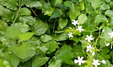 Tác dụng của cây Bạch Hoa Xà - tăng cơ hội sống cho người bệnh ung thư