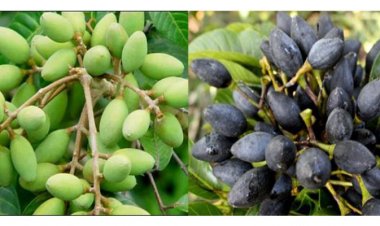 Tác dụng chữa bệnh tuyệt vời của quả trám