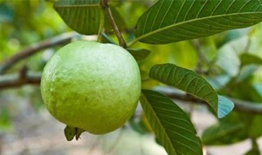 Loại quả không lo hàng Tàu - là siêu thực phẩm, ăn vài trái cả năm không cần bác sĩ