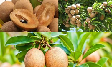 6 công dụng làm đẹp tuyệt vời của hồng xiêm