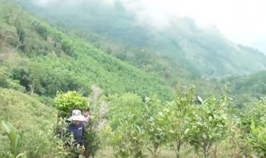 Rừng thảo dược, cây thuốc quý trên đỉnh núi Cà Đam