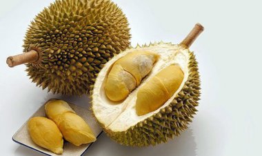 Những lợi ích vàng từ sầu riêng - điều ít ai biết