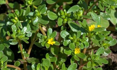 Rau sam - 'thần dược' chữa bệnh bạn đang bỏ phí