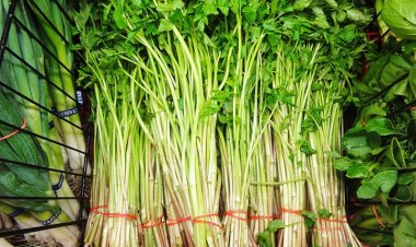 Những người tuyệt đối không được ăn rau cần