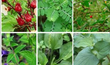 7 loại lá giúp bạn giải độc gan hiệu quả