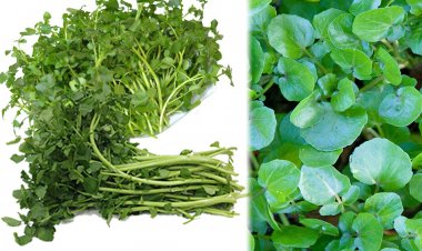 Công dụng chữa bệnh tuyệt vời của rau cải xoong