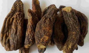 Nhục thung dung: Vị thuốc Bổ thận, tráng dương, giải độc, trẻ hóa cho đàn ông