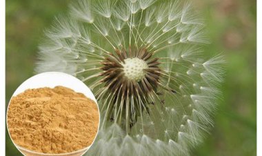 Bột bồ công anh - loại nước uống kỳ diệu có thể thay đổi thói quen uống cà phê của bạn