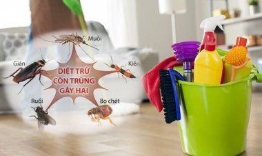 Tự chế thuốc diệt gián, kiến không độc hại tại nhà