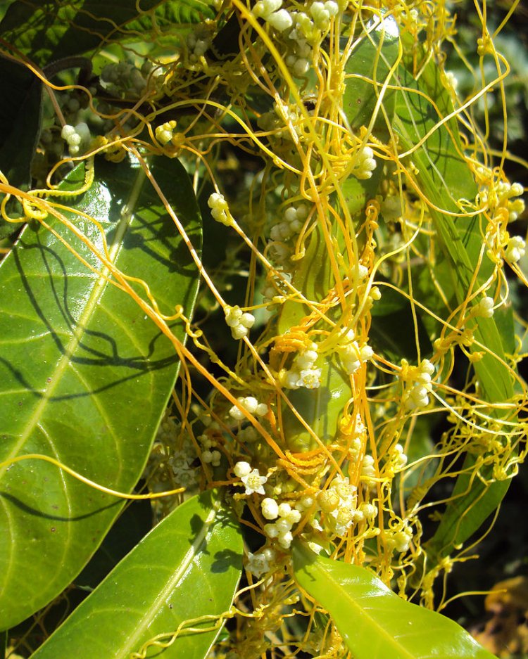 Cây Tơ Hồng - Cuscuta Chinenesis Lam