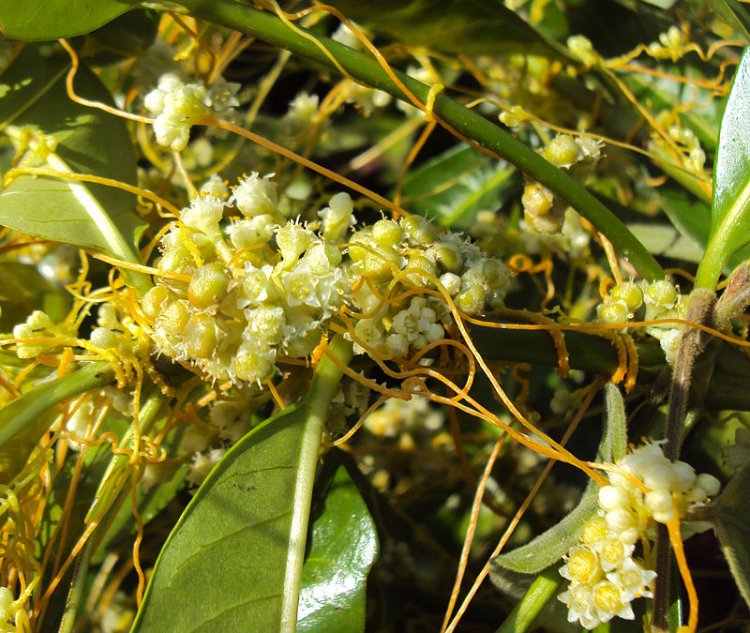 Cây Tơ Hồng - Cuscuta Chinenesis Lam