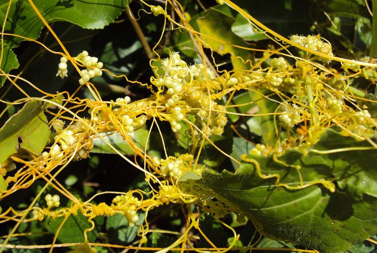 Cây Tơ Hồng - Cuscuta Chinenesis Lam