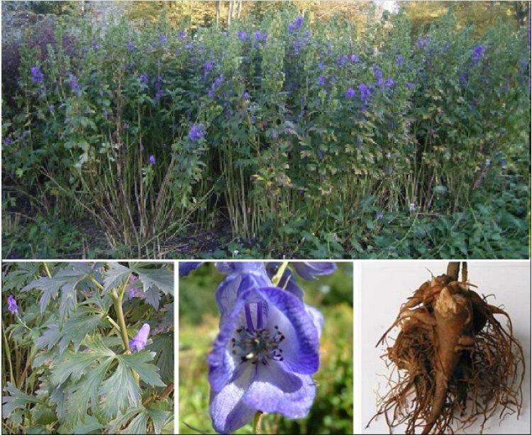 Cây Ô Đầu - Aconitum Carmichaeli Debx