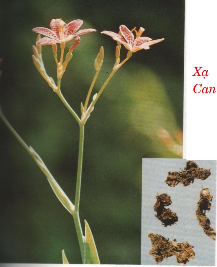 XẠ CAN  Belamcanda chinensis Lem.